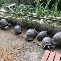 Taiwan police recover 15 stolen tortoises