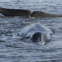 有條件重啟商業捕鯨 冰島：業者應「殺快一點」