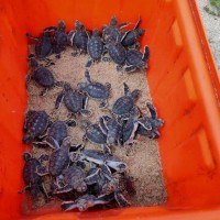 Photo of the Day: 29 baby sea turtles rescued in Taiwan's Penghu