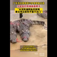 影／中國廣東暴雨來襲 70多條鱷魚集體出逃 僅捕捉到8隻 卻被民眾拖回家「加菜」？