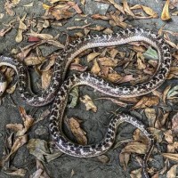 Mutant Taiwanese krait slithers into Tainan home