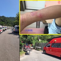 20 hikers attacked by hundreds of Asian hornets in New Taipei