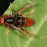 2 hikers die after attack by hundreds of Asian hornets in New Taipei