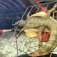 See you later alligator: Barbequed crocodile on the menu in Taichung