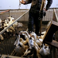 法國開打禽流感疫苗 美國宣布禁止法禽肉進口