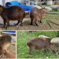 Owner searches for runaway capybaras in central Taiwan