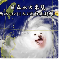 Animal memes storm Taiwan following Typhoon Koinu