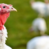 美國明尼蘇達州火雞場爆發禽流感 14萬隻禽鳥遭波及 火雞供應量、價格將受影響?