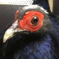 Endangered Vietnam-endemic pheasants find home in Taipei Zoo
