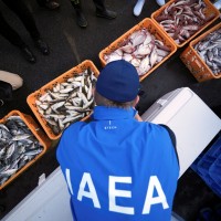 日本核廢水排放入海究竟有害無害？ IAEA專家首度採集魚樣本送驗