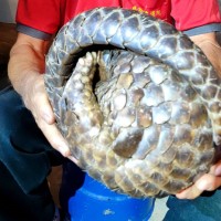 Taiwan experts call for wildlife monitoring after pangolin death 