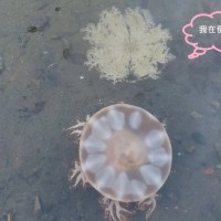 台灣罕見「倒立水母」觸手張開如粉紅色花朵　近日現蹤台南將軍鹽田與青山漁港