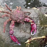 外來種武裝雙棘蟹 南台灣日捕上千隻 毒性難料別亂吃