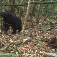 Public urged to carry bear bells after black bear encounter in Taiwan