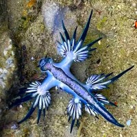 7 rare blue sea dragons spotted off northern Taiwan