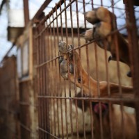 全國有3,500座狗場、150萬條狗等著被宰？南韓力推狗肉禁令引爆抗議