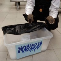 Taiwanese man arrested at Thailand airport smuggling otters in underwear