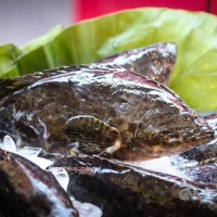 China resumes grouper fish imports from Taiwan