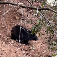 Formosan black bear rescued from trap in Taichung