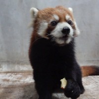 Taipei Zoo welcomes red panda from Japan