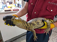 Escaped caiman caught in New Taipei, pet owner fined
