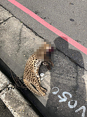 Taiwan leopard cat found dead near Taichung HSR station