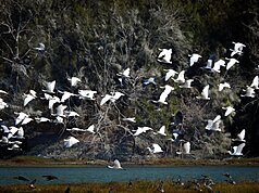 Record winter bird migration to southwestern Taiwan