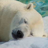 禽流感疫情蔓延至北美 全球首隻北極熊染疫死亡