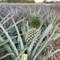 Taiwan restricts exports of pineapple, banana seedlings