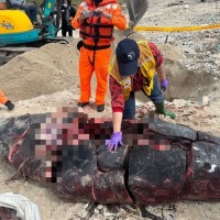 Whale carcass beached and butchered on Taiwan's Green Island