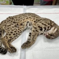 2 roadkill incidents of leopard cats in Miaoli in 2 weeks