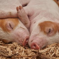 歐洲「蒙特內哥羅」爆非洲豬瘟 攜帶、郵寄肉製品回台重罰20萬元