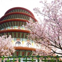 New Taipei's Wuji Tianyuan Temple to hold cherry blossom festival  
