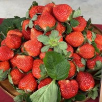 Taiwan strawberry prices soar as cold weather cuts output by 30%