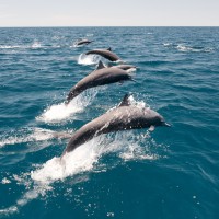 Taiwan researchers study impact of underwater noise on cetaceans