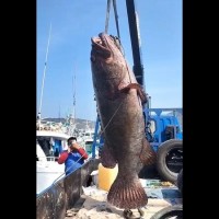 Taiwan fisherman lands 102 kg giant grouper