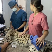 Vet returns to Taiwan after cheetah conservation work in Somaliland