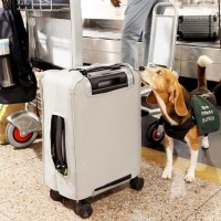 台灣桃園機場的「護國神犬」：米格魯執行檢疫、拉不拉多主掌緝毒　獲選需兩大要件