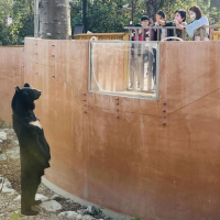 Photo of the Day: Bobby the bear gives outstanding greeting to visitors at south Taiwan zoo
