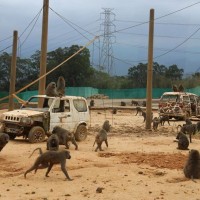 Taiwan passes draft amendments to wildlife law after baboon escape