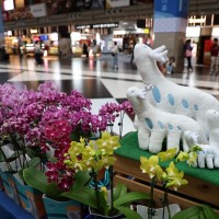 Tainan hosts historic dual international orchid expos


 