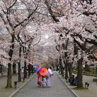 日本最新櫻花季預估出爐　氣象株式會社：東京3/23、京都3/24開花