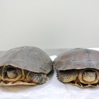 Rare turtles rescued crossing coastal highway in New Taipei