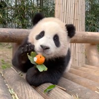 南韓愛寶樂園大貓熊「福寶」回中國進入倒數　最後上班日為3月4日