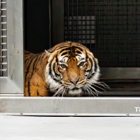 法國女嬌客報到 台北動物園迎來極危物種「馬來虎」