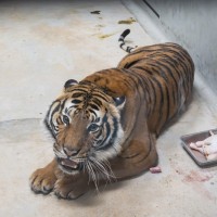 Taipei Zoo imports rare Malayan tigers from France