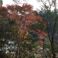 Agence des ressources en eau: c'est le meilleur moment pour regarder les feuilles d'érable rouges autour du réservoir Shihmen