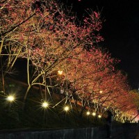 Watch sakura in the moonlight: 2018 LOHAS Night Cherry Blossom Festival in Taipei’s Neihu