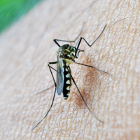 Taiwan reports year's 1st local Dengue case, adds 3 Japanese encephalitis infections