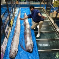 日本地震魚頻繁出現　民眾憂「天災前兆」